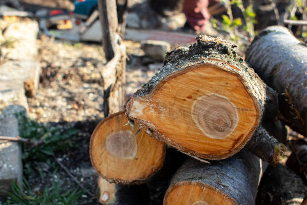 Best Hazardous Tree Removal  in USA